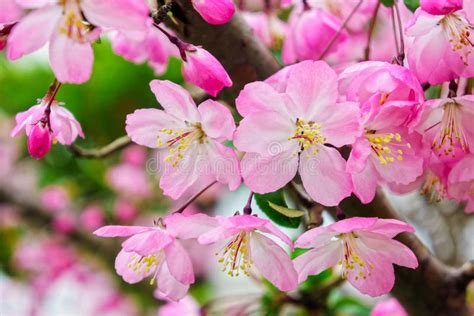 Pink Cherry Blossom Flowers In Garden Stock Image Image Of Garden