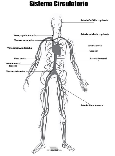 Dibujo Del Sistema Circulatorio Humano Y Sus Partes Ayayhome Sexiz Pix