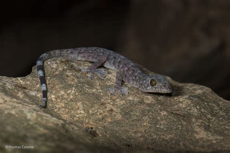 Scientists Have Discovered 163 New Species In The Greater Mekong Region