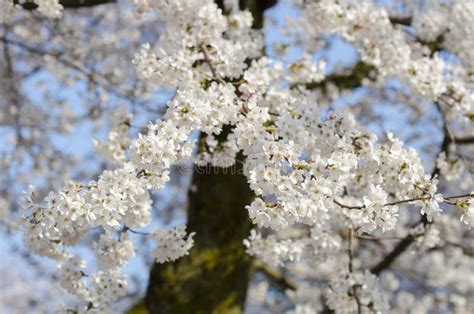 Tak Van Witte Wilde Himalayan Kersenbloesem Sakura Boom Stock Foto