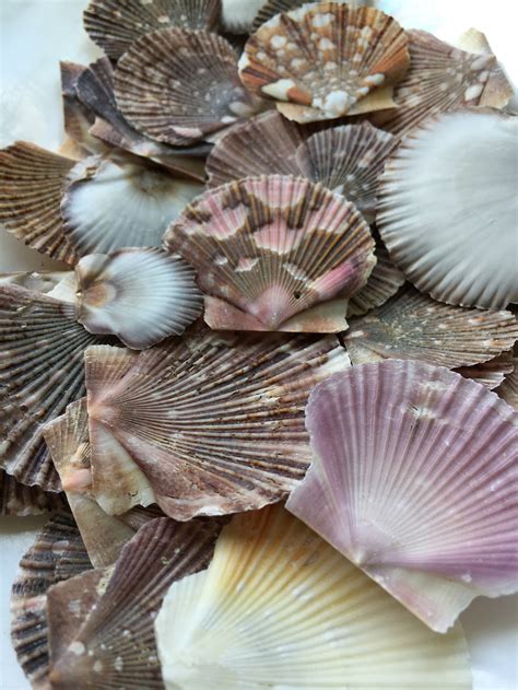 Baby Flat Scallop Shell Bulk Seashell Supplies Scallop Etsy