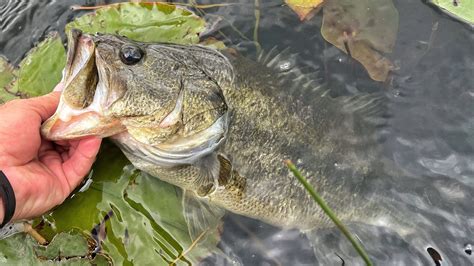 Types Of Bass A Species By Species Guide Best Bass Fishing Near Me