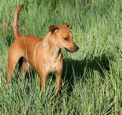Dogs Of African Origin Woofline Pets
