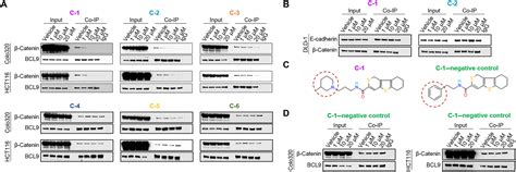 A Novel Catenin Bcl Complex Inhibitor Blocks Oncogenic Wnt Signaling And Disrupts Cholesterol