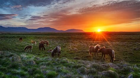 Free Download Hd Wallpaper Wild Horses Sunset Field Meadow