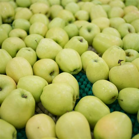 The Vanguard International Group — Crop Update South African Apples
