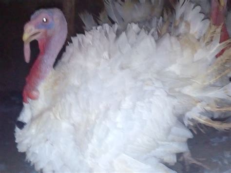 Matured Foreign Turkey For Sale In Port Harcourt Agriculture Nigeria