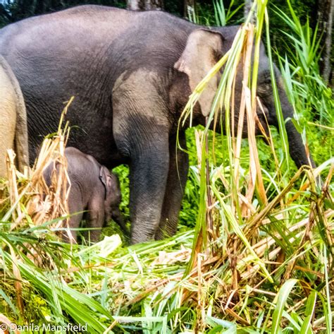 Borneo Pygmy Elephants Notdunroamin Travel Blog