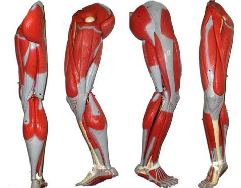 Músculos De Piernas Humanas Estructura Anatomía Humana Músculos De
