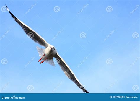 Seagull Wing Stock Photo Image Of Gray Wildlife Action 23472782