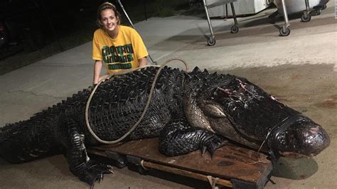 463 Pound Alligator Removed From Florida Highway After It Was Struck By
