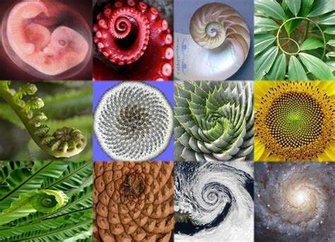 Natures Proof Of Intelligent Design Sacred Geometry Phi The