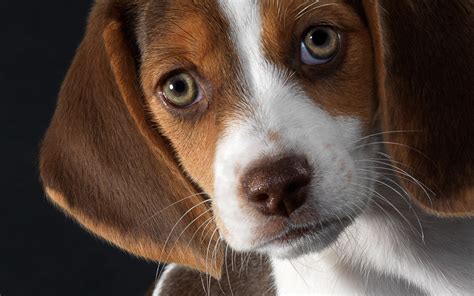 Beagle Hd Wallpapers Backgrounds