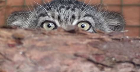 Pallas Cat Kittens The Original Stealth Cats Cats Vs Cancer