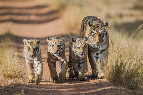 Free Download Hd Wallpaper Tiger Walk Tigers Tigress The Cubs