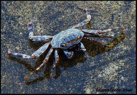 Jamaican Shore Crab Laura Lecces Art And Photography