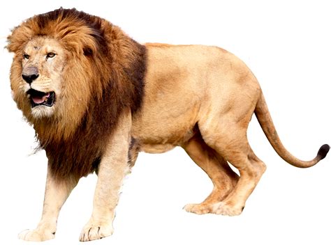East African lion Icon - Lion PNG png download - 3000*2229 - Free png image
