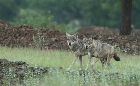 A Beautiful Pair Of Indian Wolves Seen In Pune Rwolves