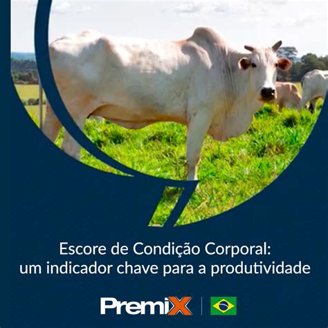 Escore De Condição Corporal