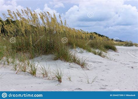 Coastal Landscape With Wild Grasses Growing On Sand Dunes Under Blue
