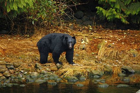 Eeris Photoblog Black Bear In Its Natural Habitat
