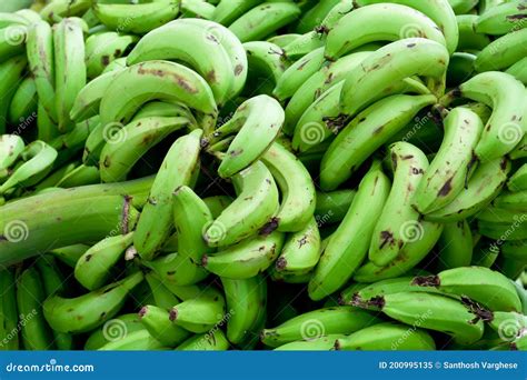 Bunch Of Green Banana Organic Unripe Raw Robusta Banana Kerala Stock