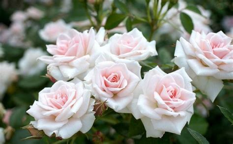 Hasil Gambar Untuk Bunga Mawar Tercantik Growing Roses Grow Roses