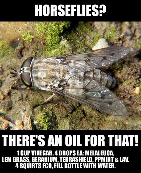 All you have to do is combine your half cup of apple cider vinegar and rubbing alcohol and the 50 drops of essential oils in a small spray bottle. Pin by My Tangerine Sky on Essential Oils - Bugs & Critters | Homemade horse fly spray, Fly ...