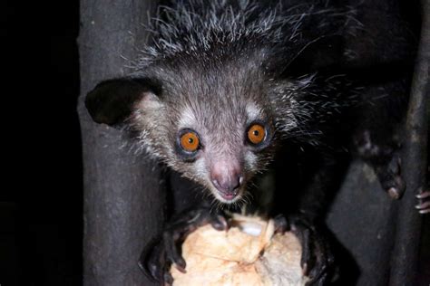 8 Surprising Facts About The Creepy Cute Aye Aye