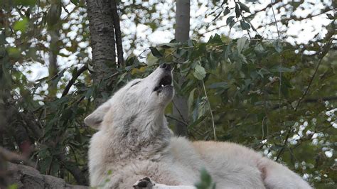 It Only Takes One Howl Wolf Conservation Center Animals