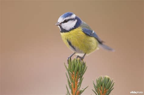 Die 5 schönsten malvorlagen rund um einhörner. Blaumeise Vogel Ausmalbild Blaumeise