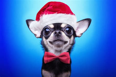 Christmas Puppy Wallpapers Top Free Christmas Puppy Backgrounds