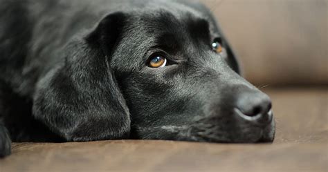 Veterinarians Share 11 Ways You Could Be Stressing Out Your Dog Without