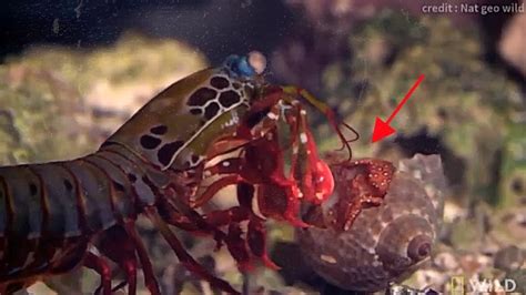 Mantis Shrimps Punch Is So Powerful That It Causes Sonoluminescence Sciencetbm Youtube