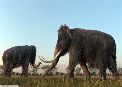 Woolly Mammoth Facts For Kids And Adults Meet A Famous Ice Age Animal