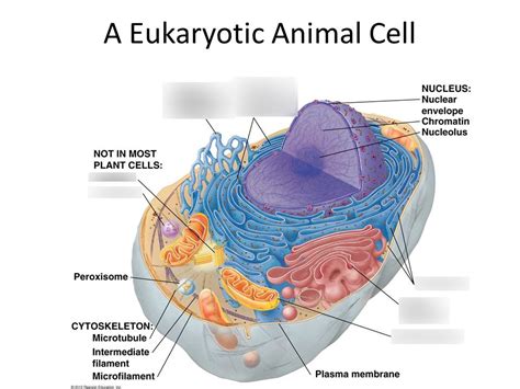 Eukaryotic Cell Diagram 2d