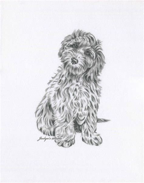 How to train a miniature goldendoodle. Image result for sketch of labradoodle- | Goldendoodle art, Labradoodle art