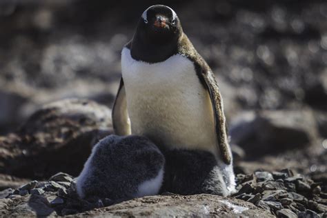 19 Best Things To Do In Antarctica In 2024 Toursbooking
