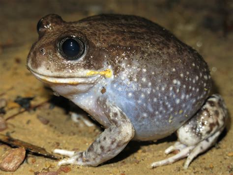 Eastern Owl Frog Heleioporus Australiacus Eastern Owl Fr Flickr