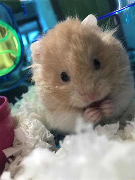 This Is Lucy My Teddy Bear Hamster With A Cleft Palate And Brain