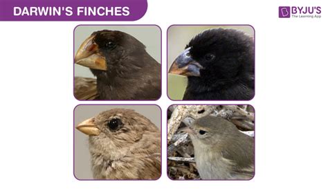 Diagram Of Darwin’s Finches