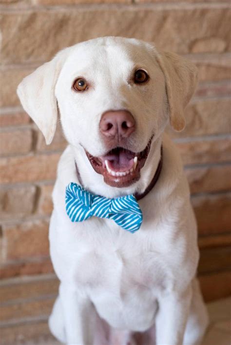 20 Best Dogs Wearing Bows Images On Pinterest Dog Bow Ties Dog Bows