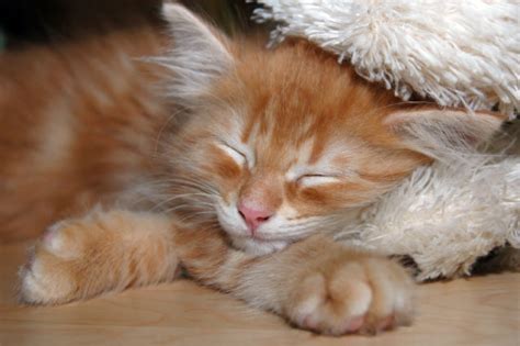 Sein geruch wird aber von der verzehrten nahrung und von den darmbakterien im dickdarm beeinflusst. Globuli gegen Durchfall (Katze) | Infos, Einnahme & Dosierung