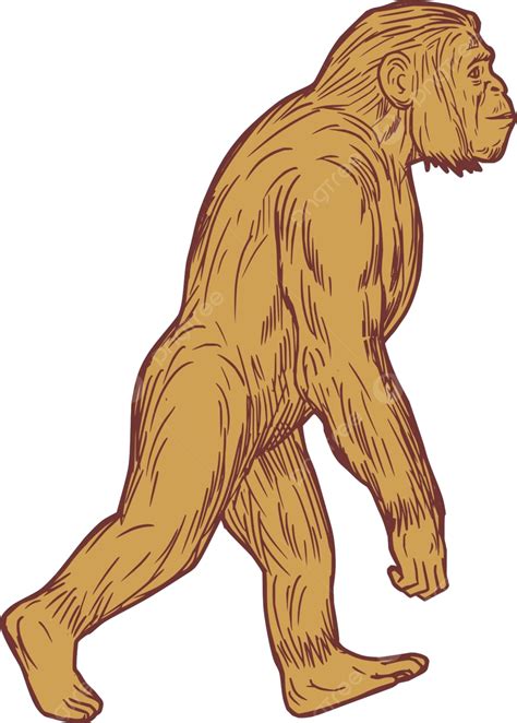 Homo Habilis Walking Side Drawing Hand Drawn Humanoid Handmade Vector