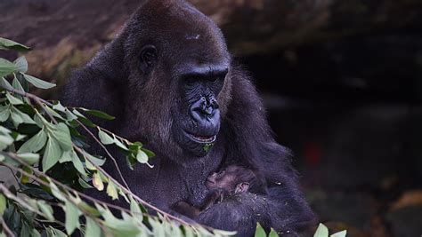 Meet The New Baby Gorilla Born At Taronga Zoo This Week Oversixty
