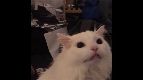 White Cat Meowing Meme Youtube