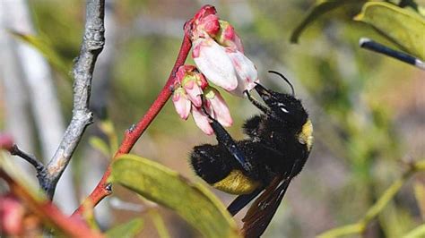 Promote Better Pollination In Southern Highbush Blueberries Growing