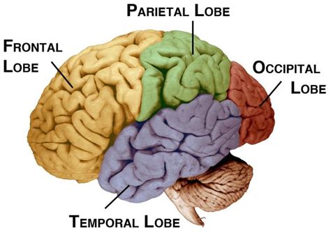 Neuralink And The Brains Magical Future Wait But Why Brain Lobes