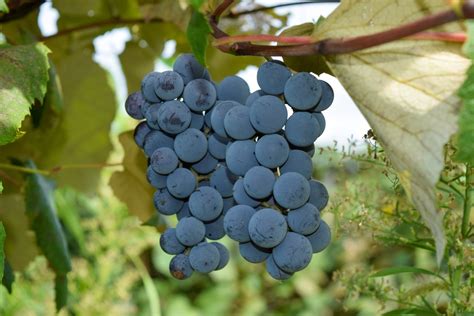 Types Of Grapes 15 Common Varieties Fine Dining Lovers