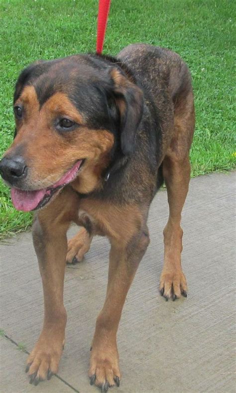 Maybe you would like to learn more about one of these? Adopt 16 Thunder/ADOPTED on Petfinder | Dog pounds, Stark ...